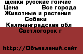 щенки русские гончие › Цена ­ 4 000 - Все города Животные и растения » Собаки   . Калининградская обл.,Светлогорск г.